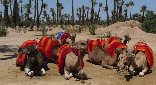 Who wants a ride? In Marrakesh, your transportation options vary. 