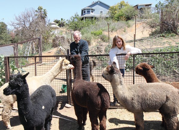 Dave and Barbara Davies run the A Simpler Time alpaca ranch and mill in Crest.