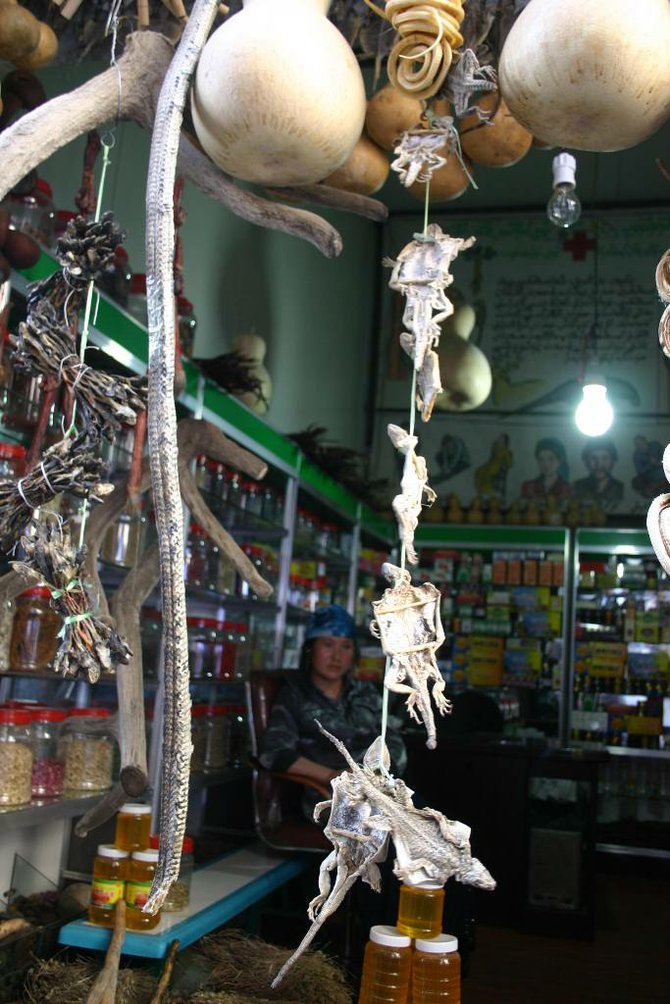 Snakes and lizards in an Uyghur apothecary shop.