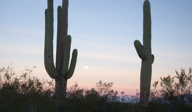 Saguaro National Park at dawn
