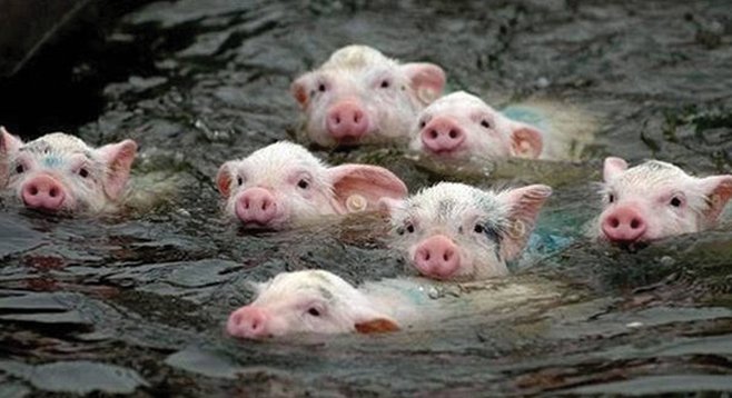 It’s true, pigs can swim, and if that doesn’t scare you, bucko, you are not born of woman.