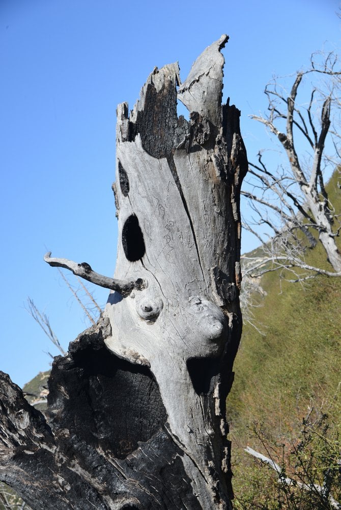 Natural element in the Laguna Mountains, looks a little like a tree doing a Jay Leno impression!