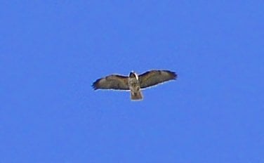 HAWK @ 6,000 ft.+++  "Garnet Peak"  Laguna Mountains California.