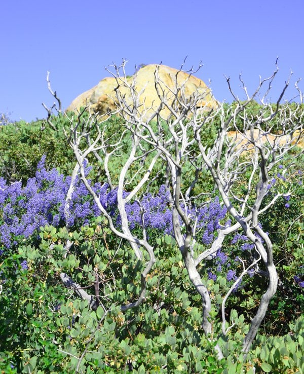 6,000 ft. "Garnet Peak"  Laguna Mountains California.