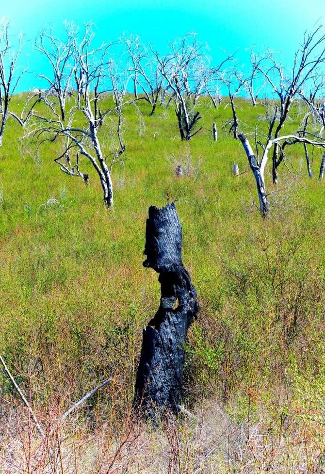 Image caled "SCREAM" from the "Chartier Fine Art Gallery" of a field near Julian California. The chared tree in the foreground is a remnent of the "2003" Cedar fires and the face of what looks like a man screaming is rather evident in this piece. The naked dead trees and green grass are quite a striking contrast in the area's recovery.