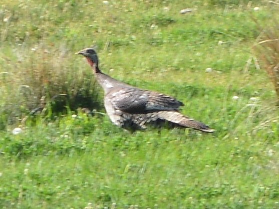 WILD TURKEY in the Laguna Mountains, California. At least a 15lb. bird!