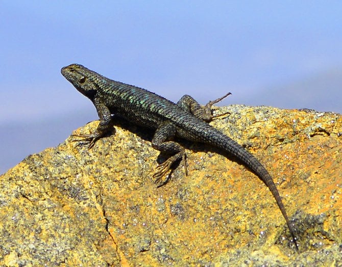 Lizzard @ 6,000 ft. "Garnet Peak"  Laguna Mountains California.