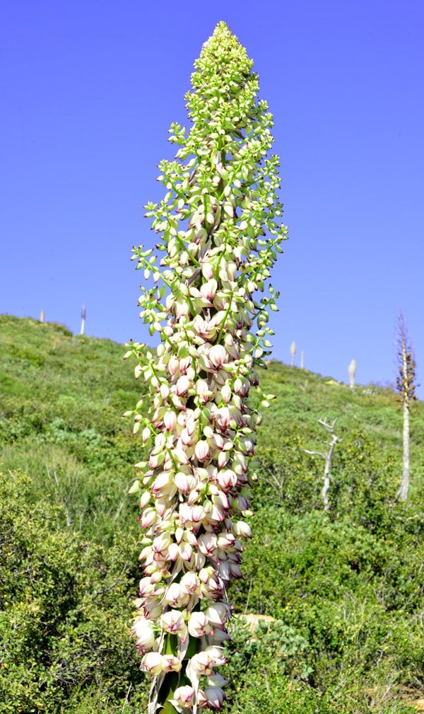 Yucca in full bloom, Laguna Mountains California.