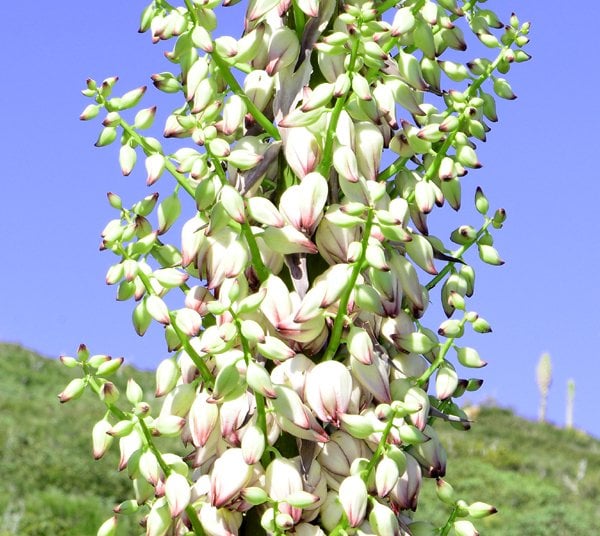 Yucca in full bloom, Laguna Mountains California.