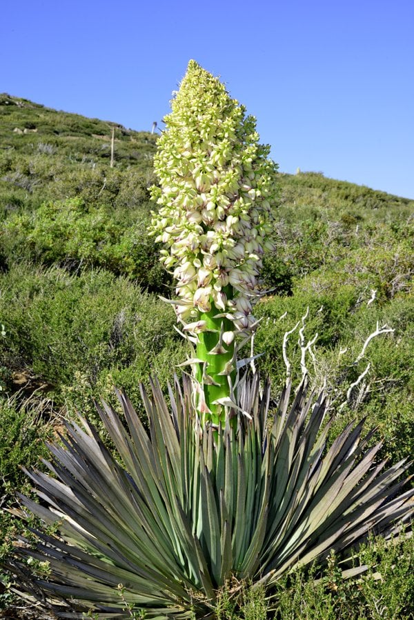 Yucca in full bloom, Laguna Mountains California.