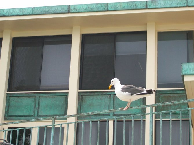 Sea gull perched on fence near Kellogg;s Beach in Point Loma.