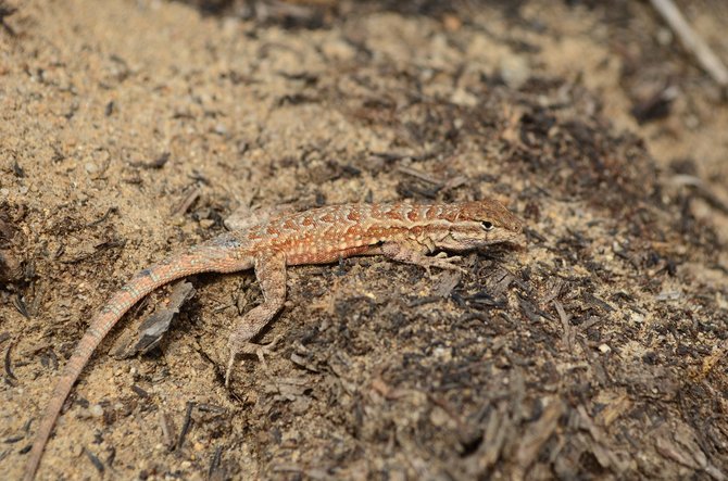 Side-blotched lizard (Uta stansburiana), Torrey Pines State Reserve, Del Mar
