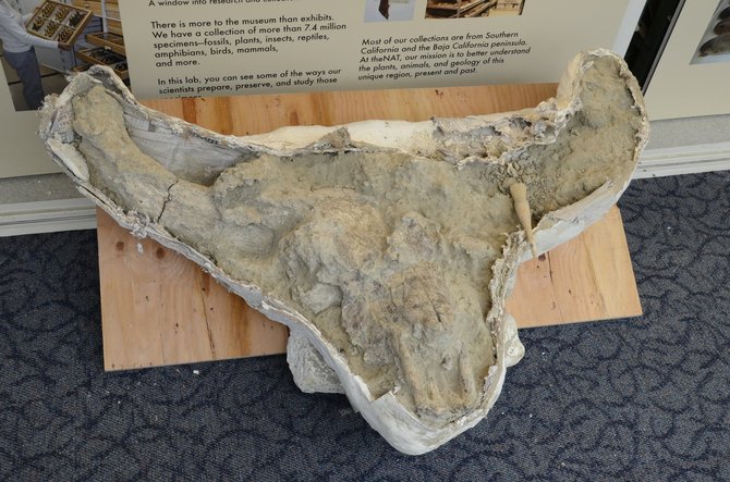 Fossilized skull of extinct bison still in plaster casing, first displayed today May 13, 2013, at San Diego's Natural History Museum.
