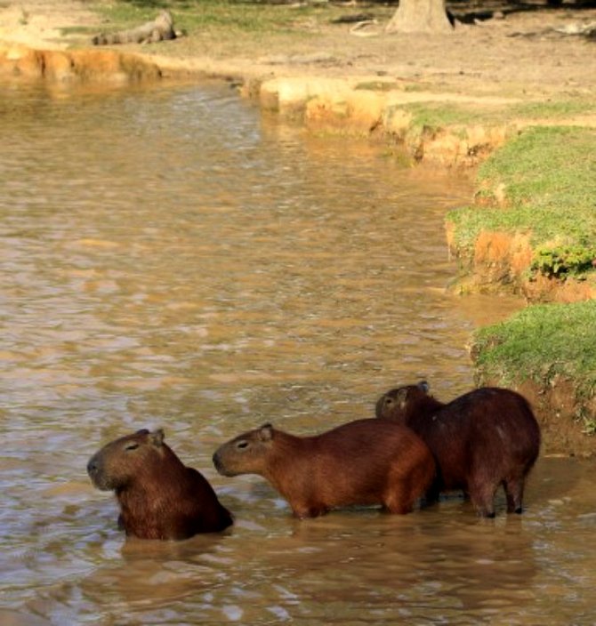 Capybaras bathing in a pond at the Hato La Aurora Reserve