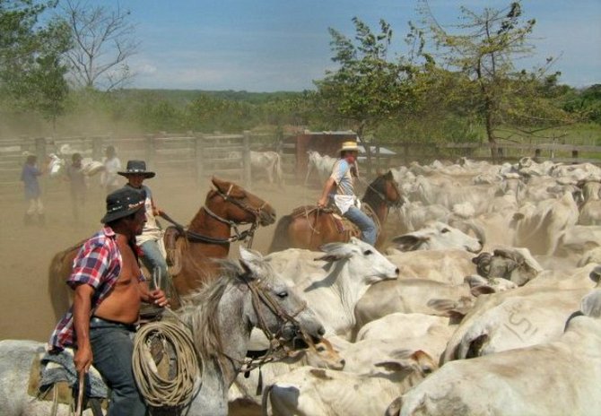 Los Llanos Cowboys