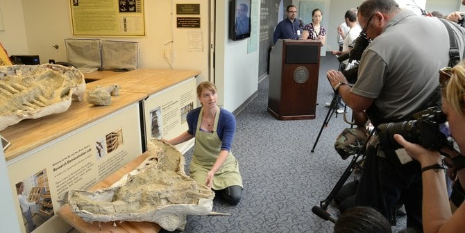 Extinct bison skull displayed at San Diego Natural History Museum today, May 13, 2013.  Photo credit Bob Weatherston.