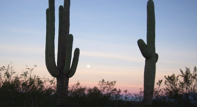 Saguaro National Park at dawn. 