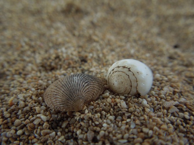 Taken on a beach in Maui. The shells were so small. The "rocks" in this picture is actually the sand at the beach.