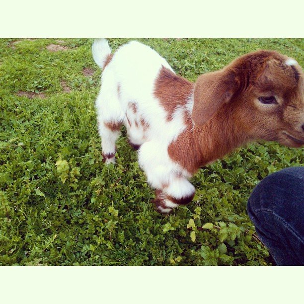 Baby goat in bonita neigbhorhood