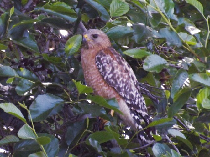 A red shouldered  hawk in my tree in san Marcos!!