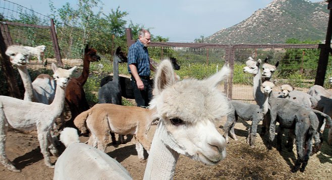 Davies raises alpacas on his ranch in the unincorporated community of Crest.