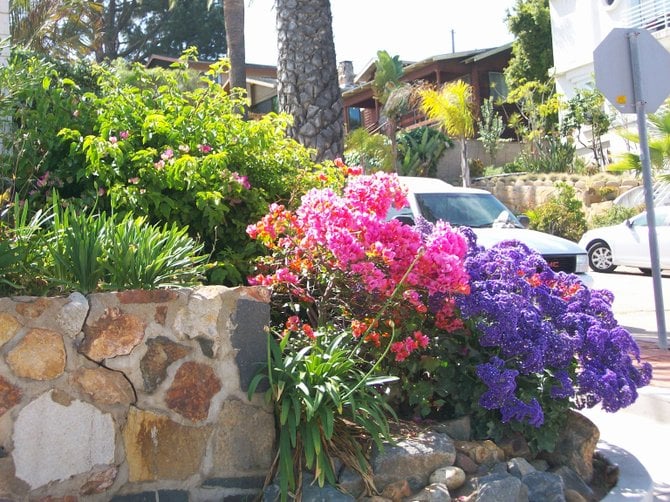 Colorful flowers in front yard of Pt. Loma home.