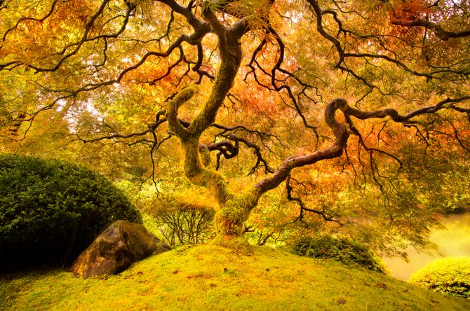 Under the Maple - at the Portland Japanese Garden