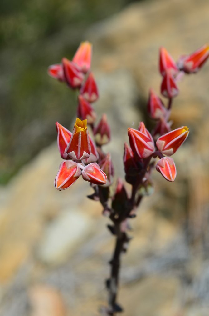 Dudleya lanceolota flowers, Torrey Pines East, Del Mar, California, May 2013