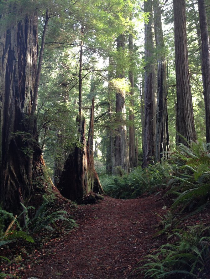 Amidst redwoods on the lush Miner's Ridge Trail.  