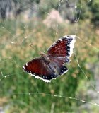 Bad luck butterfly at Miramar Lake