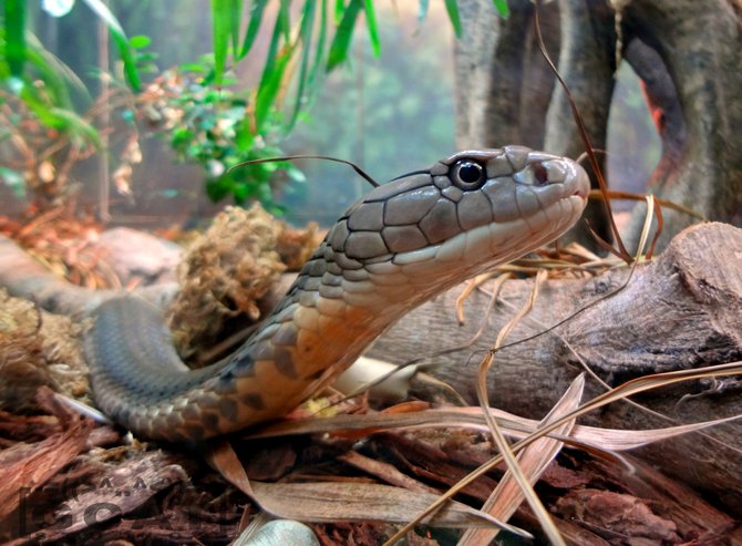 Deep in the forests of India the King Cobra hunts for his prey. However, this one is just cruising along his habitat safe and sound at the San Diego Zoo.