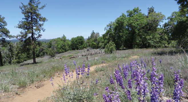 Lupine is one of the many species of flowers found along the trail.