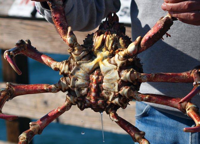 Crab caught off the Imperial Beach Pier