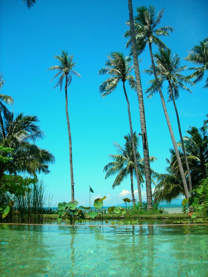 The presence of coconut trees around the area   proved to be a good source of coconut juice and a shelter to tokay geckos.