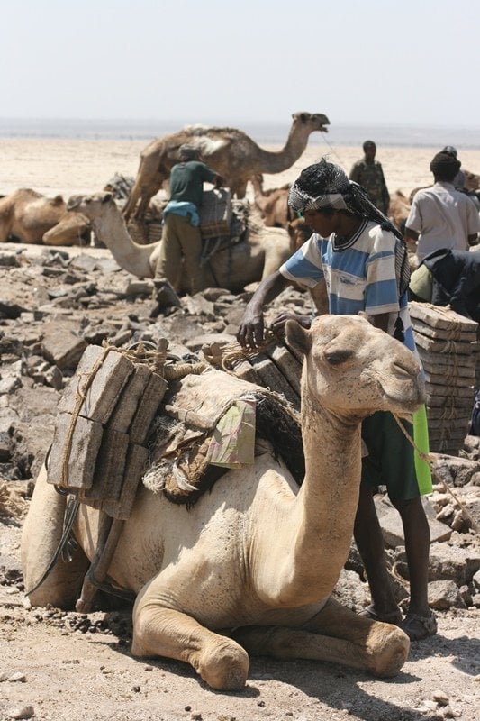 Loading a camel