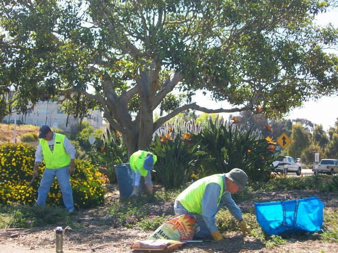 Point Loma Association volunteers pretty up the medians along busy Nimitz Blvd. in Point Loma.