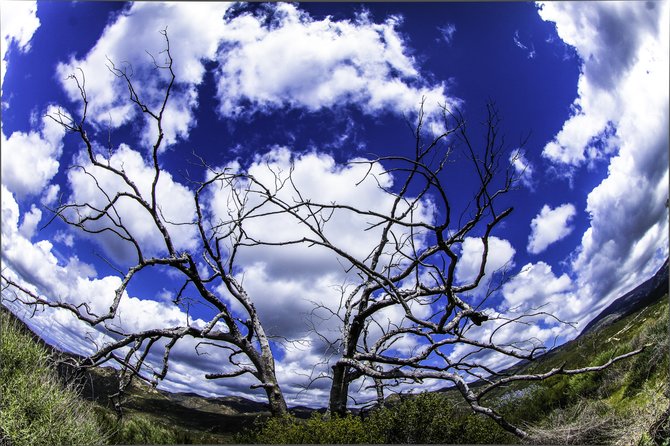 While Hiking I found it a great opportunity to snap this shot of a Majestic tree with branches reaching for the sky.