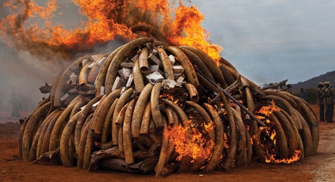 Brent Stirton’s God’s Ivory shows the burning of ivory from African elephants killed by poachers. (Pictures of the Year International is a program of the Donald W. Reynolds, Journalism Institute at the Missouri School of Journalism.)