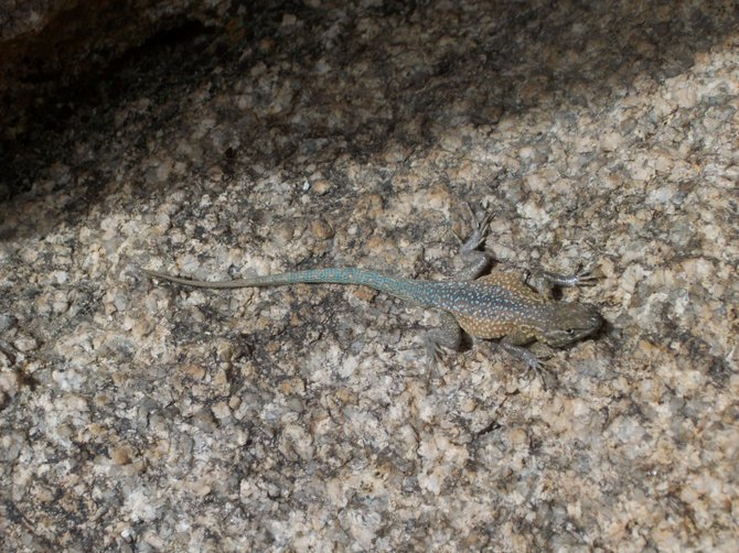 A colorful eight inch long lizard seem utterly unimpressed by me.