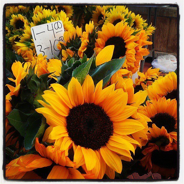 Sunflowers for sale at the Third ave Farmers Market in Chula Vista 