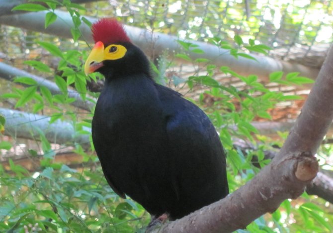 African Turaco at Chaffee Zoo