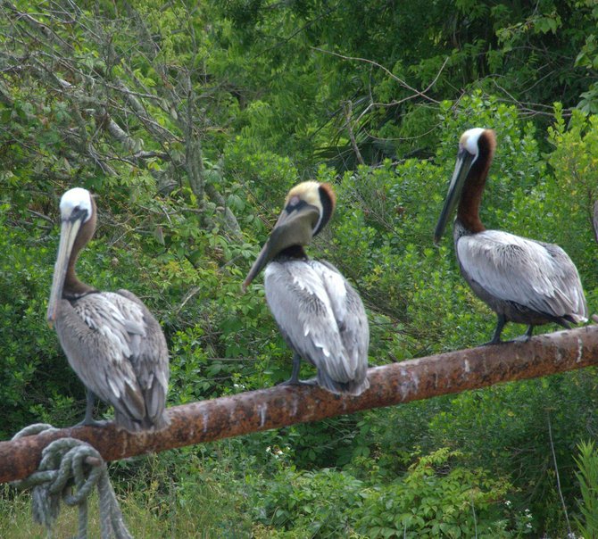Brown pelicans. 
