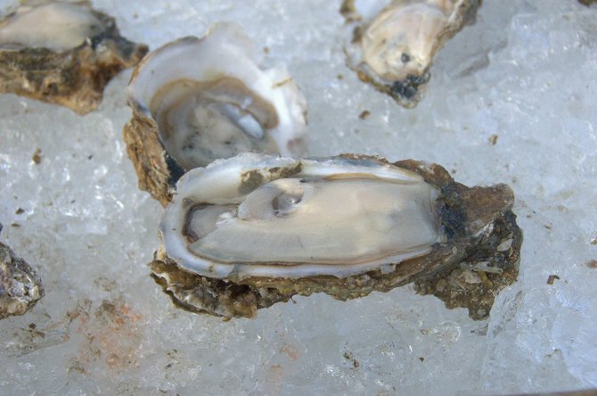 Franklin County oysters. 