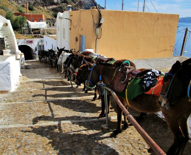 Donkeys waiting for passengers on Santorini.
