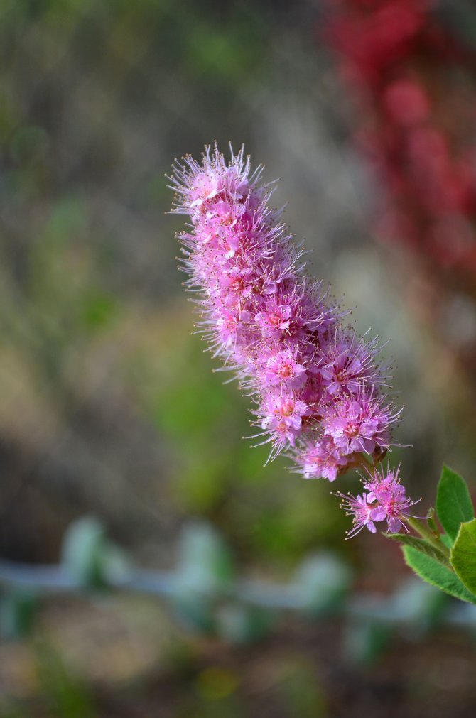 Douglas spirea flower, Rancho Penasquitos, California, June 2013.  My backyard.  California native that generally grows in the far northern part of the state, as well as Oregon, Washington, and Canada.  Likes lots of water, but can be grown here if you have a wet location in your yard.  