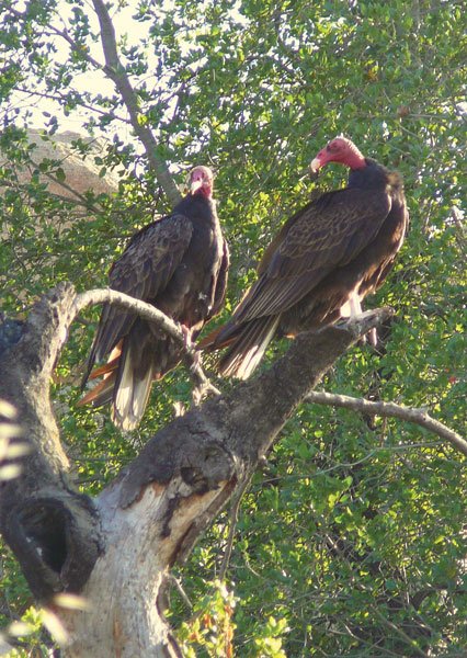 A pair of turkey vultures perch near the trail up to Stelzer Summit.