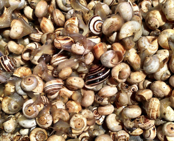 Snails at the Rialto fish market. 