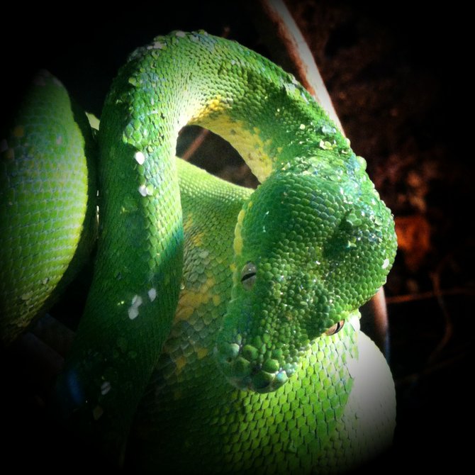 San Diego Zoo!