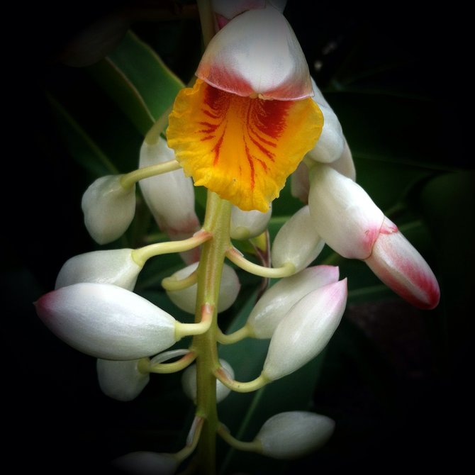 Flowers at the San Diego Zoo