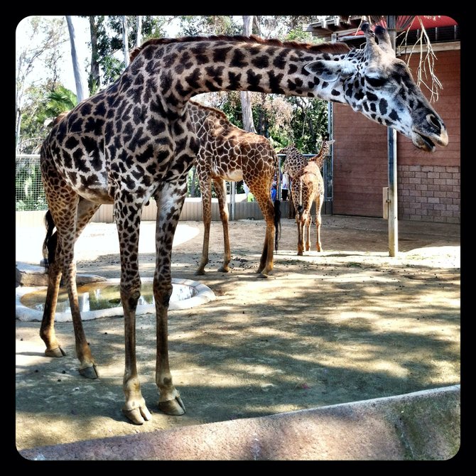Giraffe at the San Diego Zoo